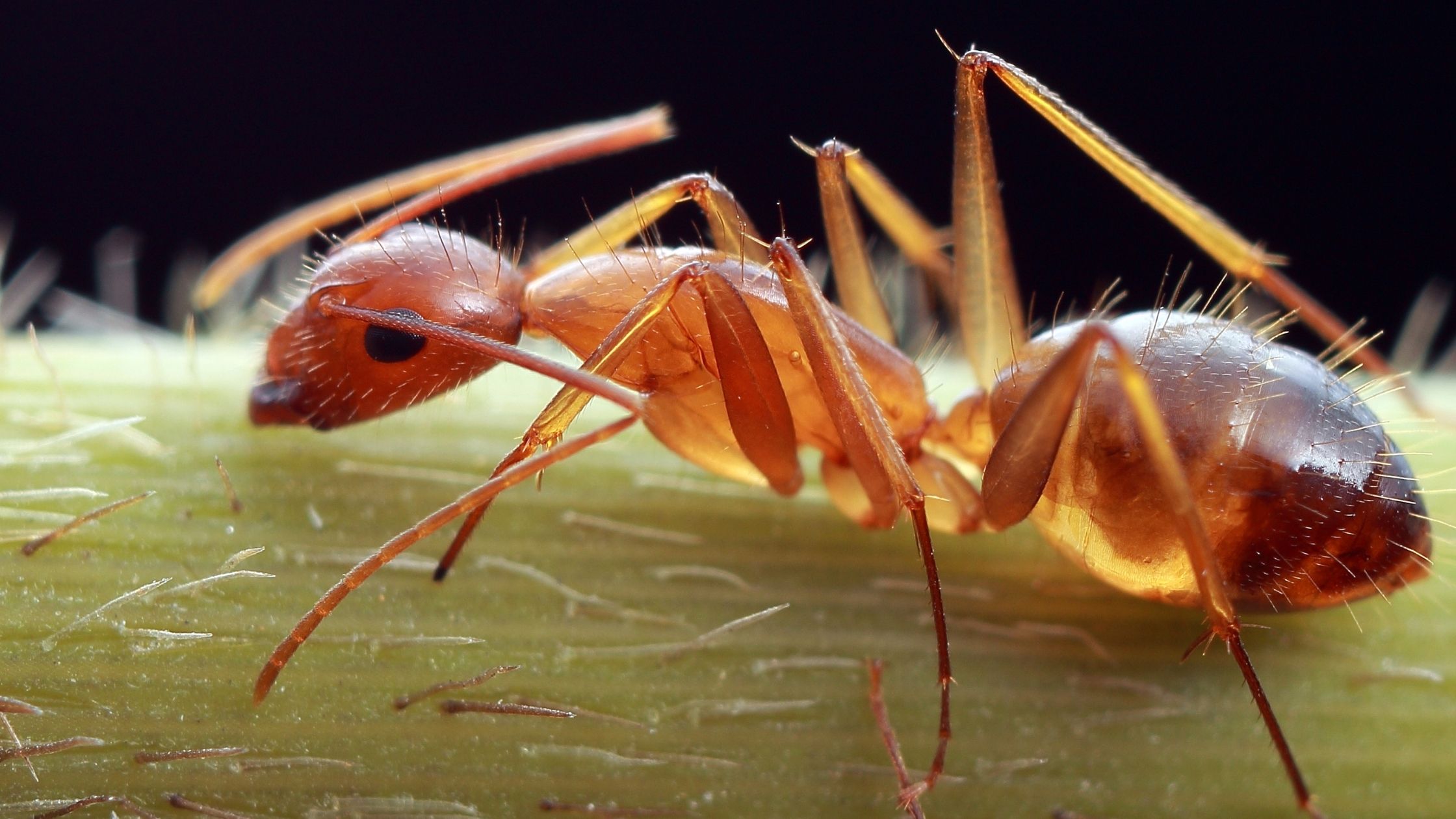 Ants Infestation: What You Need To Know